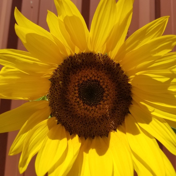 Meet your Posher, Maddie - Picture 1 of 1